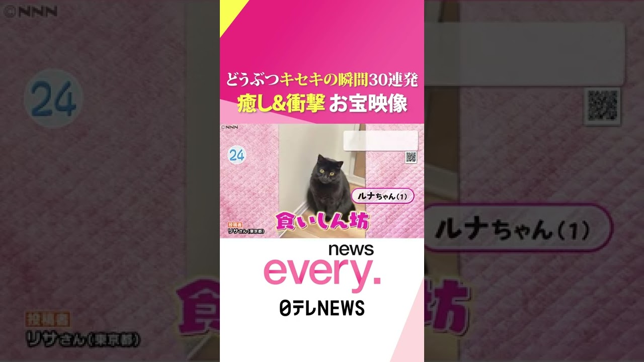 【かわいい】動物たちの”キセキの瞬間”３０連発 『news every.』18時特集 #Shorts