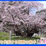 【令和のサクラ】日本最北の城下町 故郷を想う桜  北海道・松前町｜TBS NEWS DIG