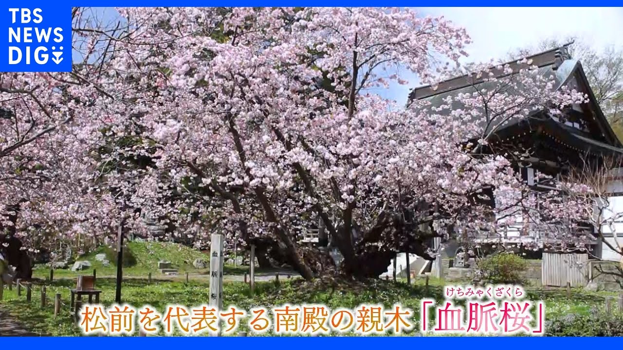【令和のサクラ】日本最北の城下町&nbsp;故郷を想う桜&nbsp;&nbsp;北海道・松前町｜TBS&nbsp;NEWS&nbsp;DIG