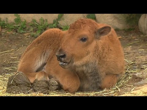 【母親の隣でゆったり】もじゃもじゃした茶色の毛がかわいい…！アメリカバイソンの赤ちゃんが一般公開　兵庫