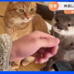 【一押し映像】仲良し猫とカワウソ　仕草も似てる！？【Ｎスタ】｜TBS NEWS DIG