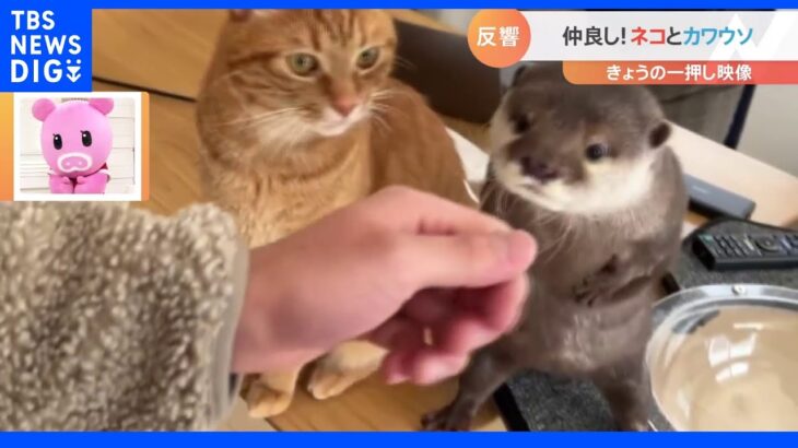 【一押し映像】仲良し猫とカワウソ　仕草も似てる！？【Ｎスタ】｜TBS NEWS DIG