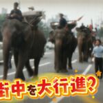 【ゾウ１６頭が街中を大行進？】５２年前に開催の「大阪万博」ゾウが”公道”を練り歩き４０ｋｍ移動「なんでもありの昭和時代の万博だった」