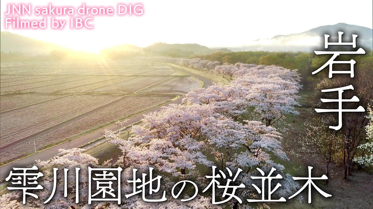 雫石川園地の桜並木　～朝日に照らされて～　岩手県雫石町【JNN sakuraドローンDIG】