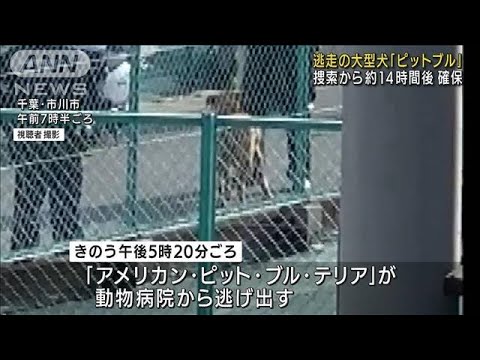 逃走の大型犬「ピットブル」捕獲　捜索から約14時間(2022年4月7日)