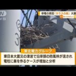 「カラスの巣」ハンガー原因？　北海道で1400戸停電(2022年4月21日)
