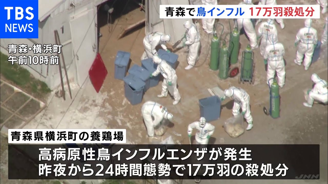 青森・横浜町で鳥インフル 17万羽殺処分