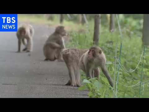 サル脱走から2年半休園 千葉・富津市の動物園 あすから再開