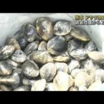 熊本でアサリ漁再開　産地偽装問題から2カ月半ぶり(2022年4月12日)
