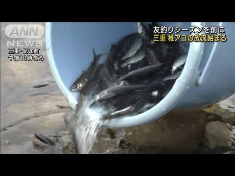 清流にきらめく2万匹　三重・銚子川で稚アユ放流(2022年4月17日)