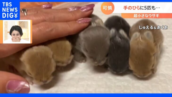 20万回再生超えも…超小さいうさぎの赤ちゃんをなでなで【Ｎスタ】｜TBS NEWS DIG