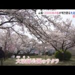 【令和のサクラ】山梨・2000本の桜が咲き誇る大法師公園