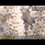 樹齢2000年　日本三大桜「神代桜」が満開　　山梨(2022年4月2日)