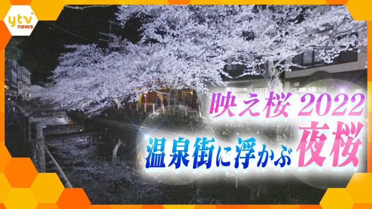 【映え桜2022】湯けむりにゆらめく春の彩り“幻想夜桜”～兵庫・城崎温泉～