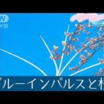 さくらニュース2022　～開花から散りゆくまで～　第6回「ブルーインパルスと桜」(2022年4月10日)