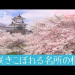 さくらニュース2022　～開花から散りゆくまで～　第7回「咲きこぼれる名所の桜」(2022年4月10日)