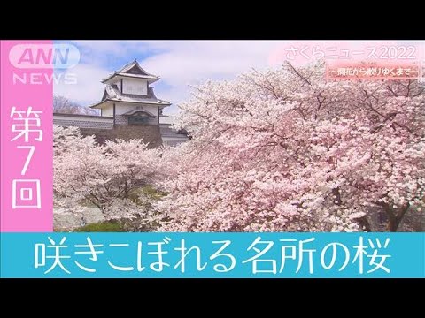 さくらニュース2022　～開花から散りゆくまで～　第7回「咲きこぼれる名所の桜」(2022年4月10日)