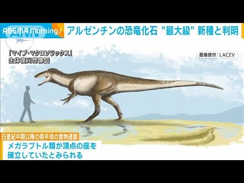 アルゼンチンの恐竜化石 “最大級” 新種と判明(2022年4月27日)