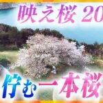 【映え桜2022】「みんなの心の希望」岬に佇む一本桜 ～和歌山・雑賀崎～