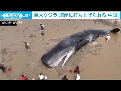 中国　巨大クジラが海岸に打ち上げられる(2022年4月22日)