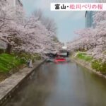 【令和のサクラ】富山・松川べりの桜 3年ぶりの宴