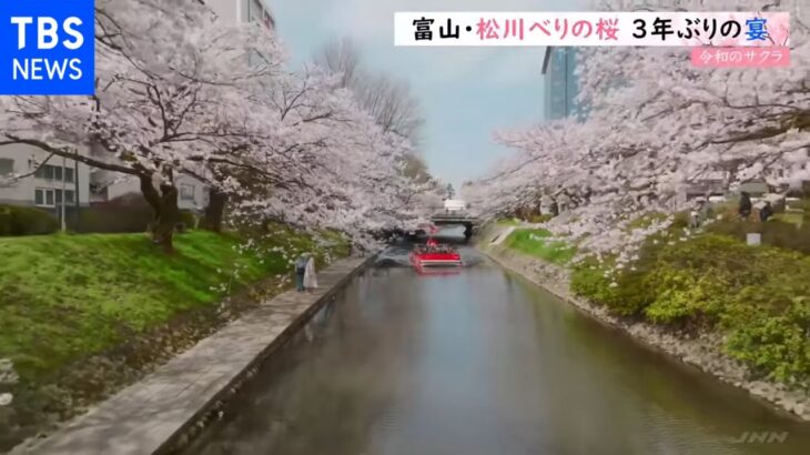【令和のサクラ】富山・松川べりの桜 3年ぶりの宴