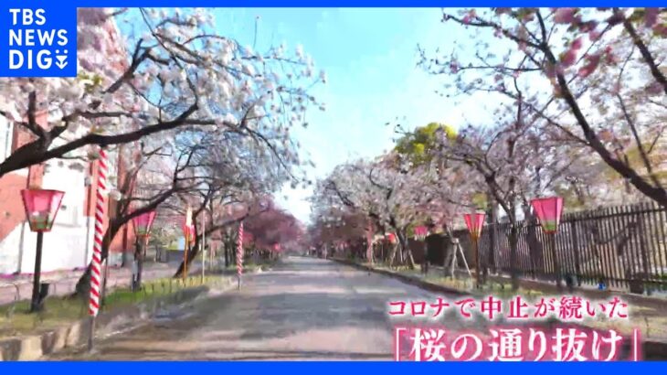 【令和のサクラ】花も人も復活を待っていた3年ぶりの「桜の通り抜け」 大阪・造幣局｜TBS NEWS DIG