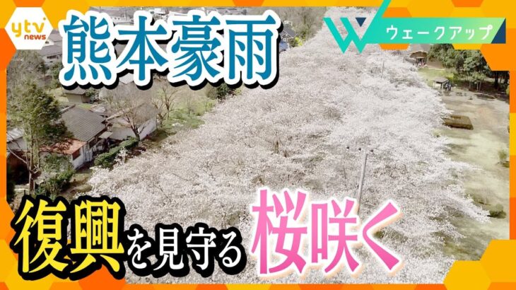 【ウェークアップ3月26日OA】熊本豪雨からの“復興を見守る桜”　熊本・人吉市