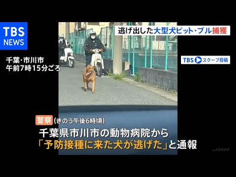 千葉・市川市で動物病院から脱走の40キロ超の大型犬ピット・ブル けさ確保