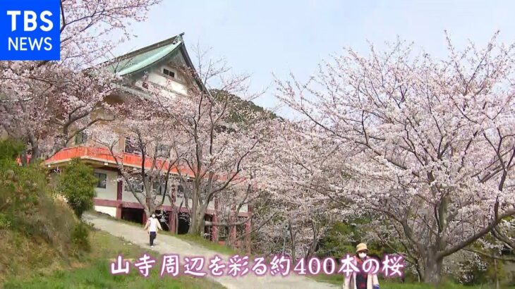 【令和のサクラ】山寺を彩る400本の桜 境内からの絶景 福岡・岡垣町