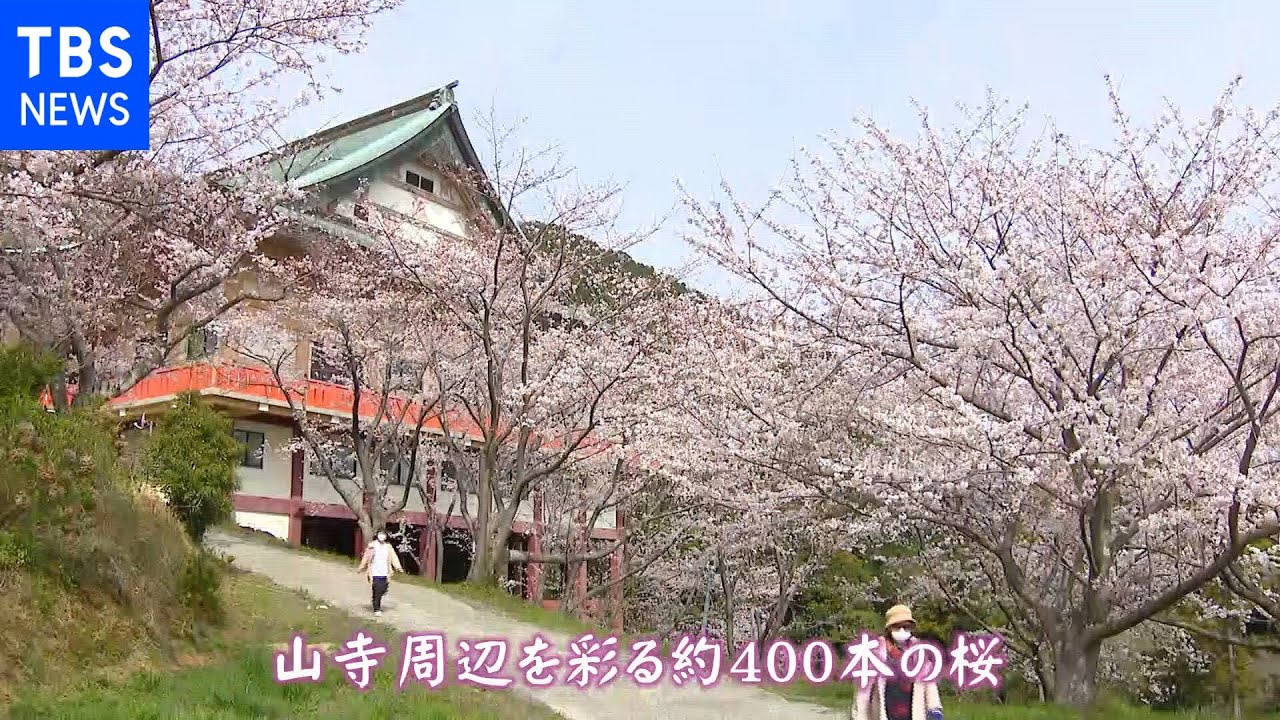 【令和のサクラ】山寺を彩る400本の桜 境内からの絶景 福岡・岡垣町