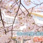 【令和のサクラ】拉致から45年 横田めぐみさん待つ母校の桜満開に｜TBS NEWS