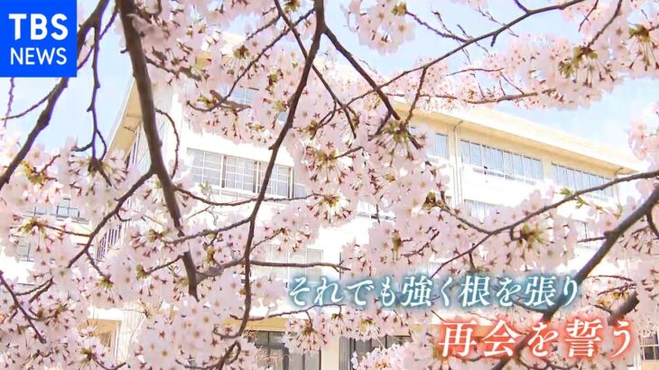 【令和のサクラ】拉致から45年 横田めぐみさん待つ母校の桜満開に｜TBS NEWS