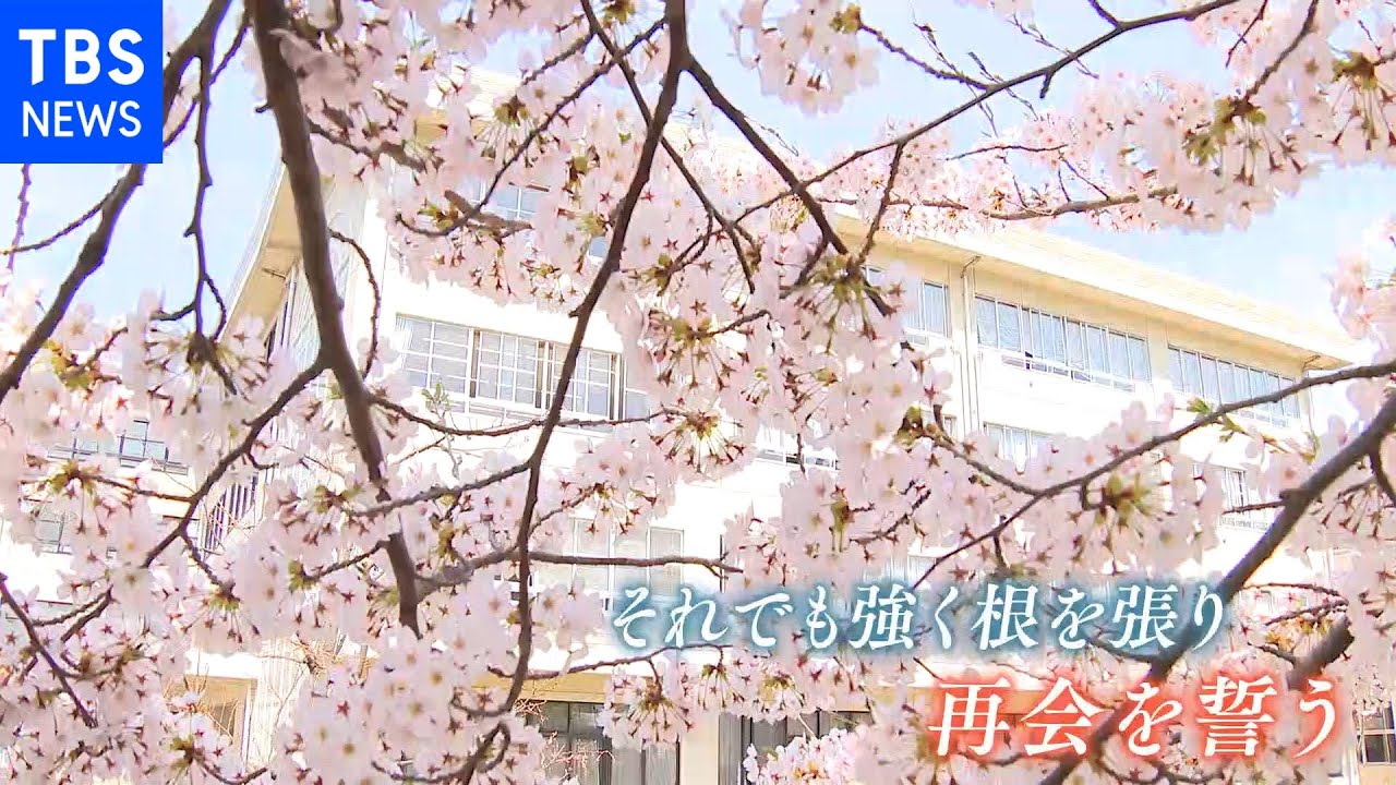 【令和のサクラ】拉致から45年 横田めぐみさん待つ母校の桜満開に|TBS NEWS