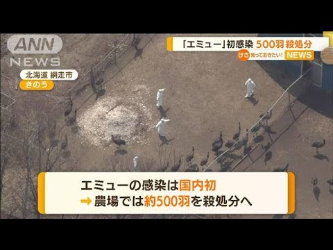 鳥インフルエンザ「エミュー」初感染・・・500羽殺処分(2022年4月18日)