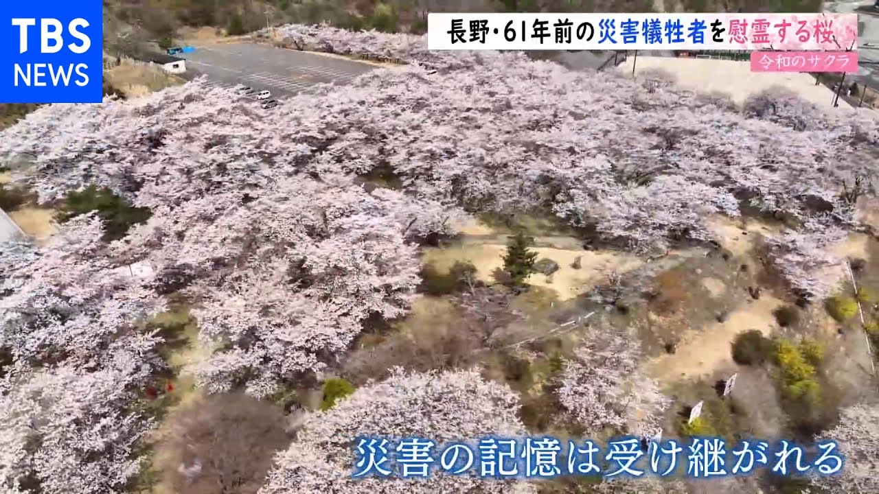 【令和のサクラ】61年前の災害犠牲者を慰霊する桜 長野・大鹿村|TBS NEWS