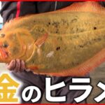 【色素異常】体長76cm 漁師が見つけた”黄金のヒラメ”水族館で再会　山口　NNNセレクション