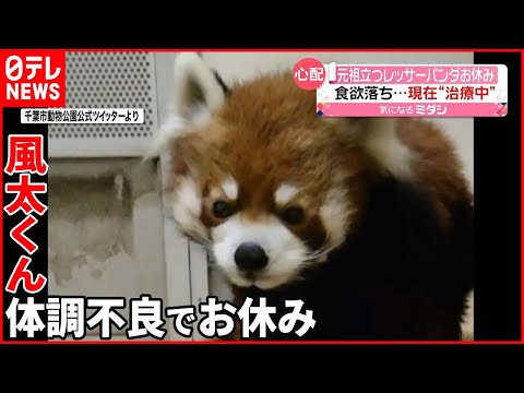 【風太くん】“立つ”レッサーパンダ 人間なら80歳…体調不良でお休み