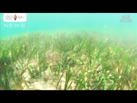 新たなCO2吸収源“海の森”海洋植物に秘められた力【SDGs】(2022年4月13日)