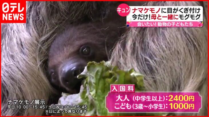 【動物園】ナマケモノの赤ちゃんも…GWに会える！かわいい動物の子どもたち