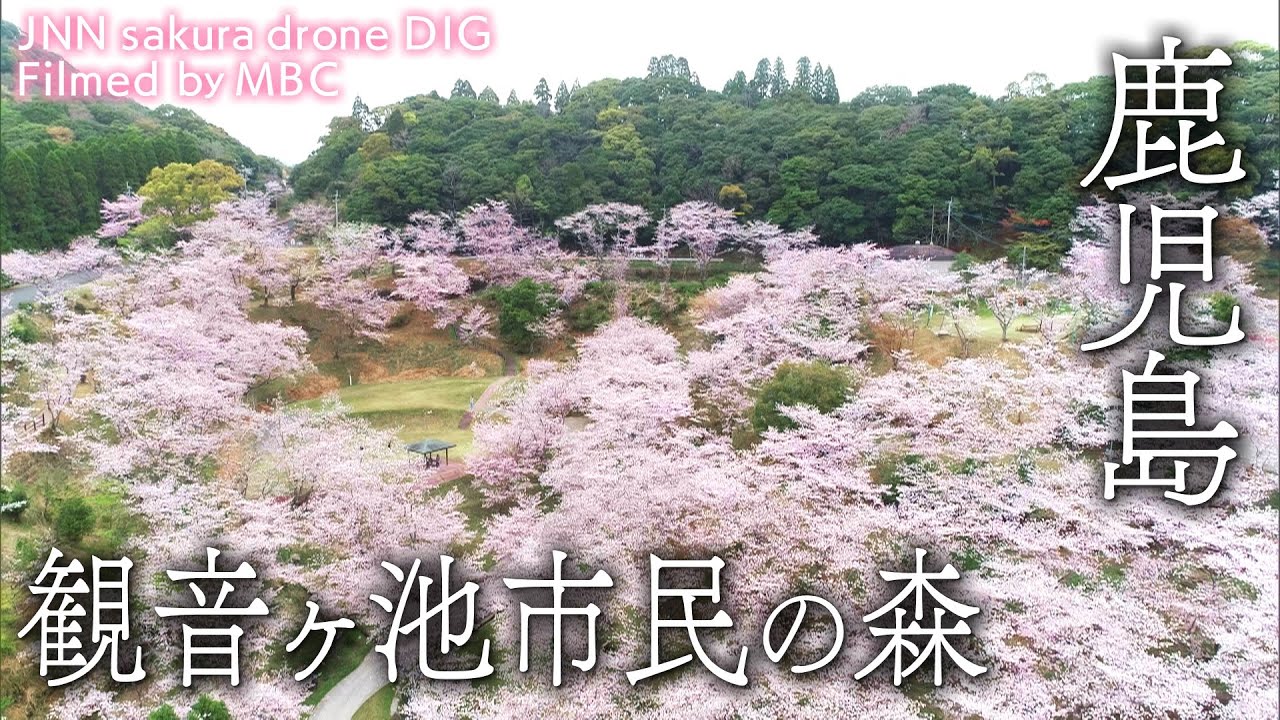 観音ヶ池市民の森 鹿児島県いちき串木野市 【JNN sakuraドローンDIG】