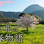 桜と菜の花の春物語　長崎県島原市【JNN sakuraドローンDIG】
