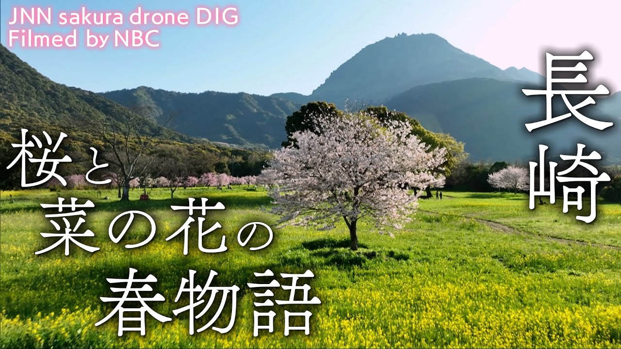 桜と菜の花の春物語 長崎県島原市【JNN sakuraドローンDIG】