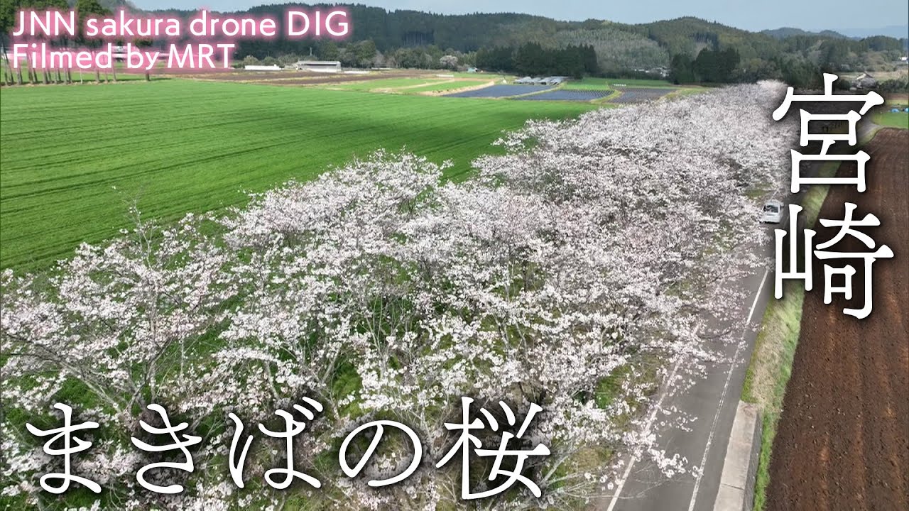 まきばの桜 宮崎県小林市【JNN sakuraドローンDIG】