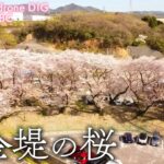 黄金堤の桜　愛知県西尾市　【JNN sakuraドローンDIG】