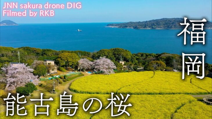 能古島の桜　福岡県福岡市【JNN sakuraドローンDIG】