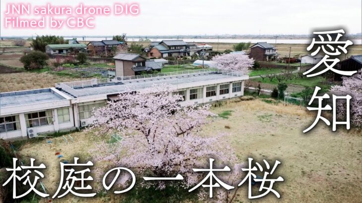 校庭の一本桜　愛知県愛西市【JNN sakuraドローンDIG】