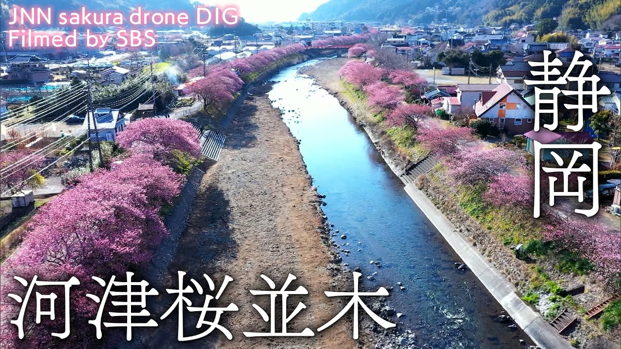河津桜並木 静岡県河津町【JNN sakuraドローンDIG】