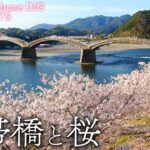 錦帯橋と桜　山口県岩国市　【JNN sakuraドローンDIG】