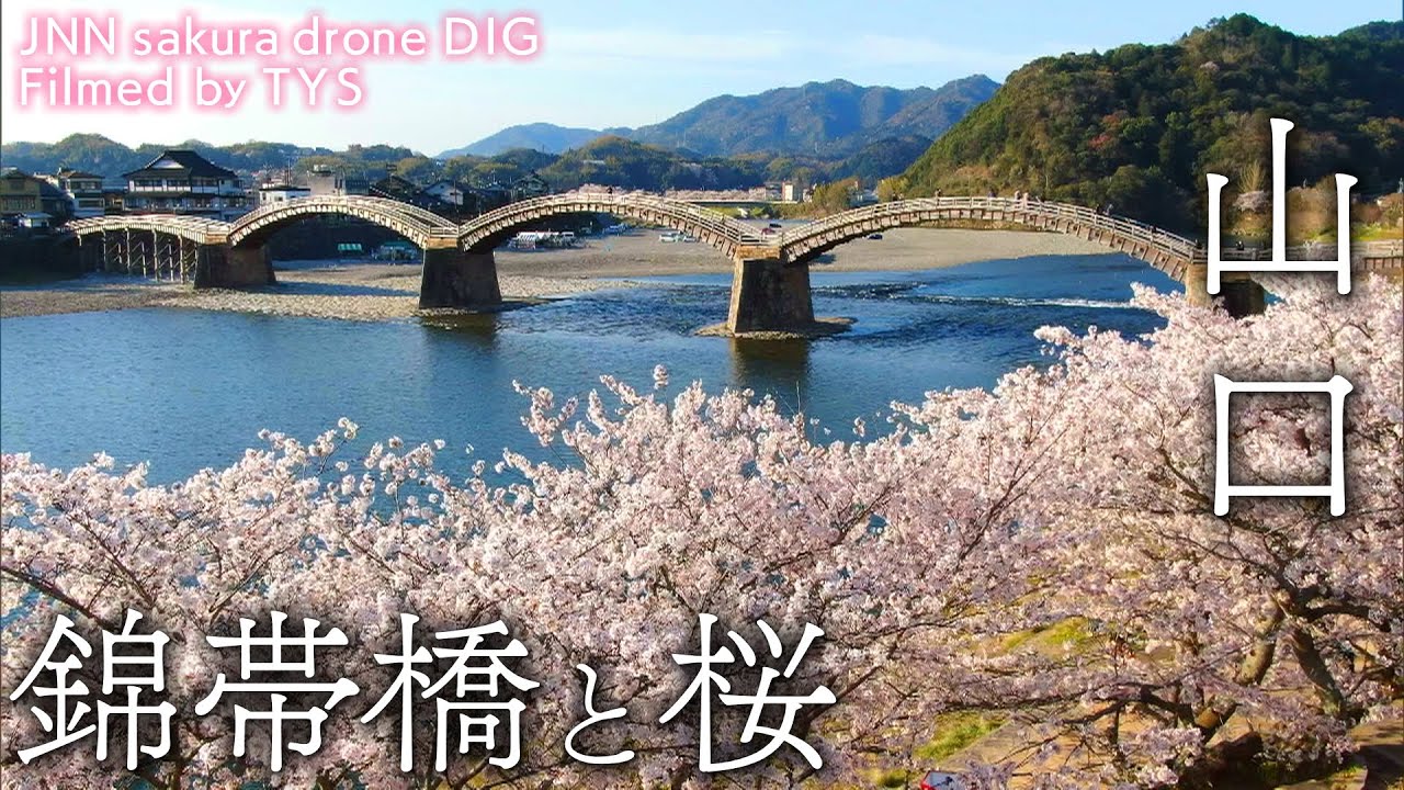 錦帯橋と桜 山口県岩国市 【JNN sakuraドローンDIG】